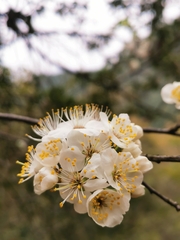 Prunus domestica