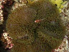 Heteractis magnifica