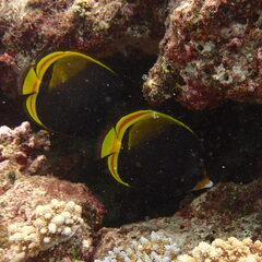 Chaetodon flavirostris
