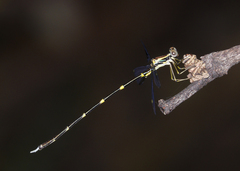 Episynlestes albicaudus