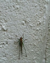 Conocephalus attenuatus