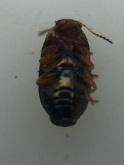 Diachus auratus