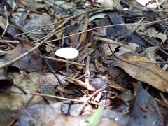 Tetrapyrgos nigripes