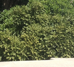 Buxus sempervirens