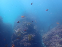 Chromis punctipinnis