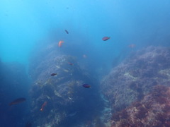Chromis punctipinnis