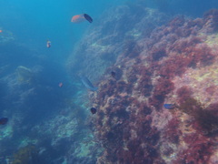 Chromis punctipinnis