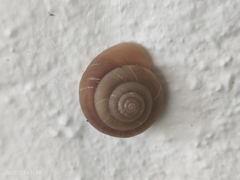 Quantula striata