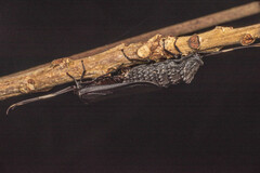 Catara rugosicollis