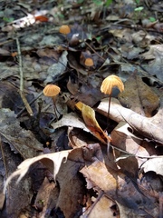 Marasmius siccus