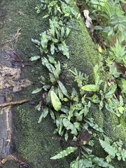 Leptochilus wrightii
