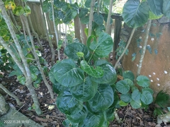 Polyscias scutellaria