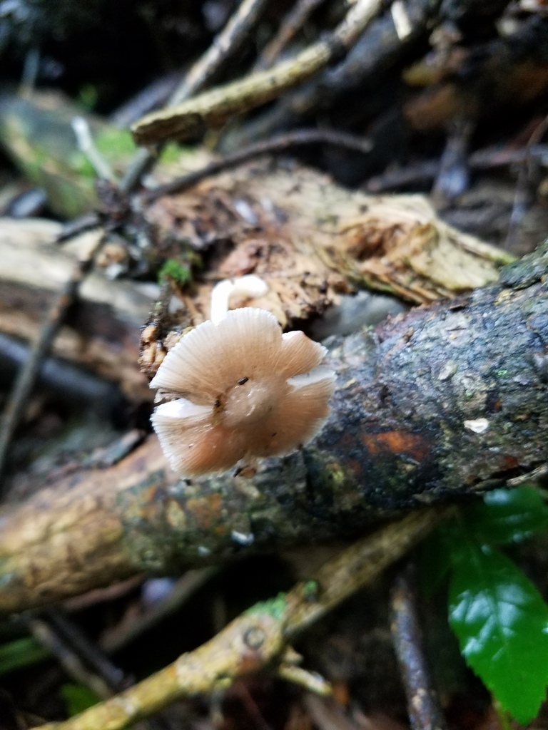 Pluteus sp. 'IN08'