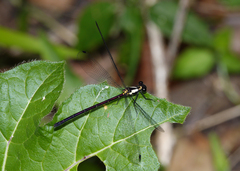 Austroargiolestes chrysoides