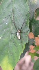 Leucauge blanda