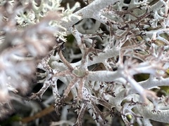 Cladonia rangiferina