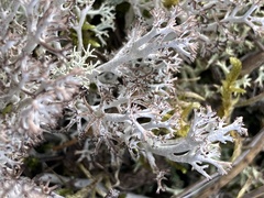 Cladonia rangiferina