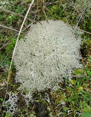 Cladonia rangiformis