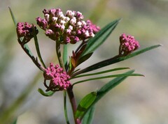 Platysace lanceolata