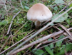 Lepiota erminea