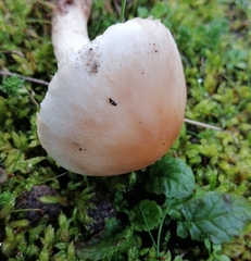 Lepiota erminea