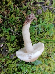 Lepiota erminea