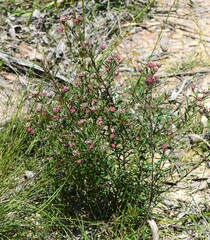 Platysace lanceolata