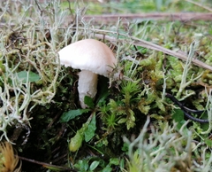 Lepiota erminea