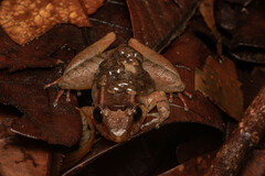 Limnonectes palavanensis