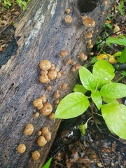 Simocybe serrulata