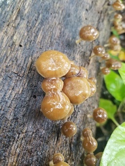 Simocybe serrulata