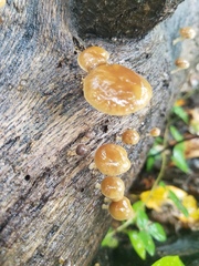Simocybe serrulata