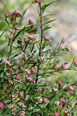 Platysace lanceolata