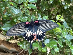 Papilio memnon heronus