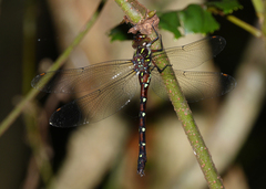 Austroaeschna pulchra