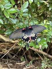 Papilio memnon heronus