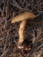 Suillus acidus
