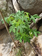 Cochlospermum gillivraei