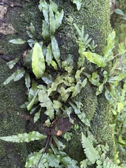 Leptochilus wrightii