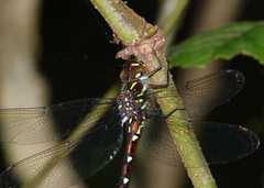 Austroaeschna pulchra