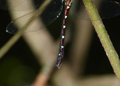 Austroaeschna pulchra