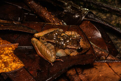 Limnonectes palavanensis