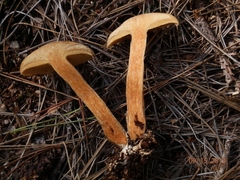 Suillus acidus