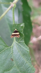 Choreutis basalis