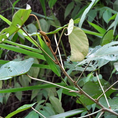 Macaranga denticulata