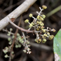 Macaranga denticulata