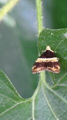 Choreutis basalis