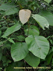 Macaranga denticulata