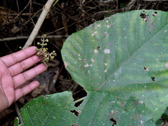 Macaranga denticulata