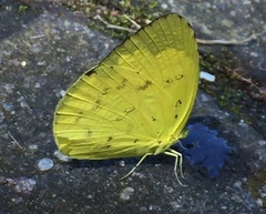 Eurema hecabe hecabe